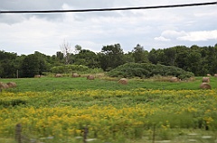 C5D_100157
