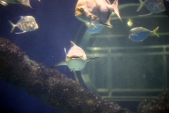 4L4C2665