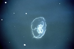 4L4C2781