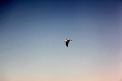 IMG_2463