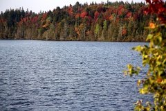 4L4C0086