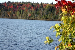 4L4C0090