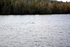 4L4C0091