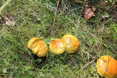 4L4C0182