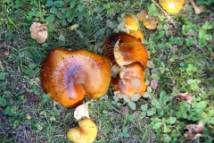 4L4C0183