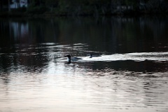 IMG_7360