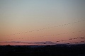 C5D_113376