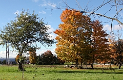 C5D_048775
