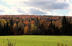 C5D_048946