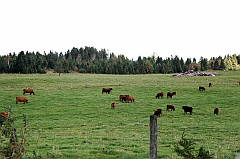 C5D_048992