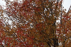 C5D_049798