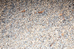 C5D_057520