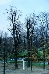 C5D_058107