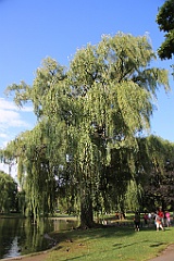 4L4C6598