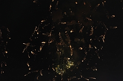 C5D_043969
