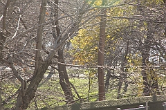 C5D_015706