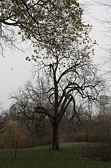 C5D_015928