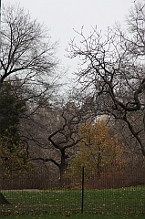 C5D_015929