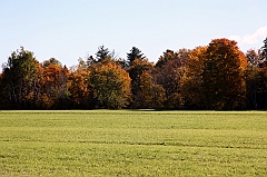 C5D_048731