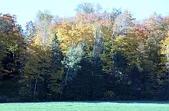 C5D_048737