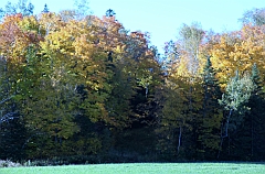 C5D_048738