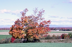 C5D_048811