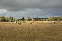 C5D_091541