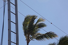 C5D_092281