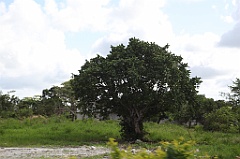 C5D_106794