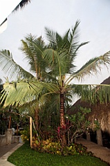 C5D_107425