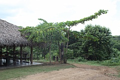 C5D_107558