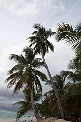 C5D_108310