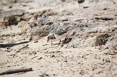 C5D_109000