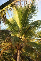 C5D_109065