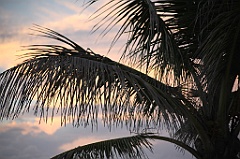 C5D_109452