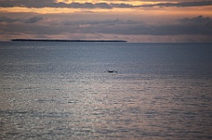 C5D_110115