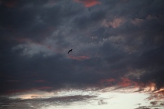 C5D_110165