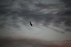 C5D_110166